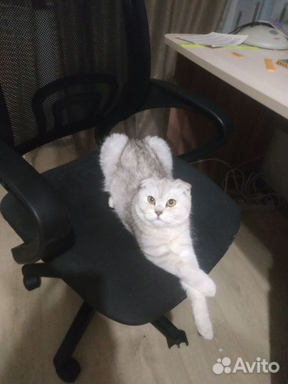 Продаётся кошечка