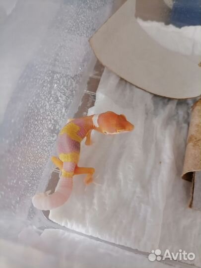 Самец Эублефара Радар