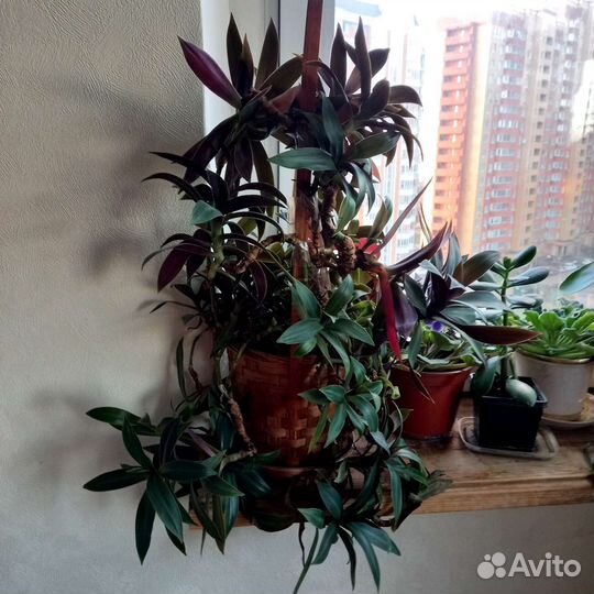 Золотой ус и другие