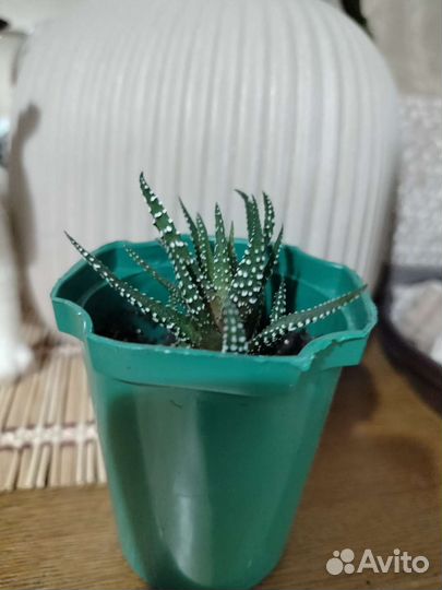 Хавортия полосатая