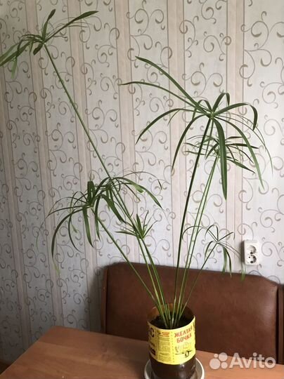 Циперус - пальма