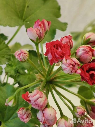 Ю Анна Каренина