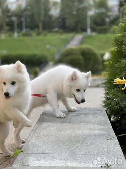 Щенки Японского шпица