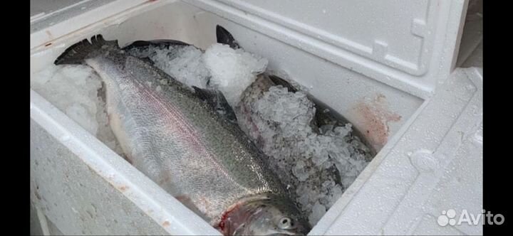 Форель из Карелии без предоплаты Тамбов Мичуринск