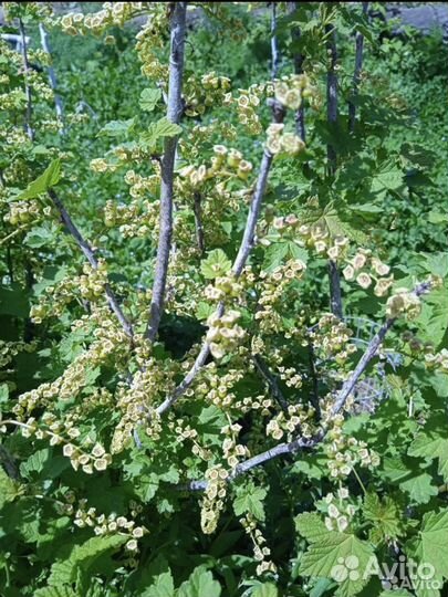 Кусты смородины Плодоносит обильно, крупные