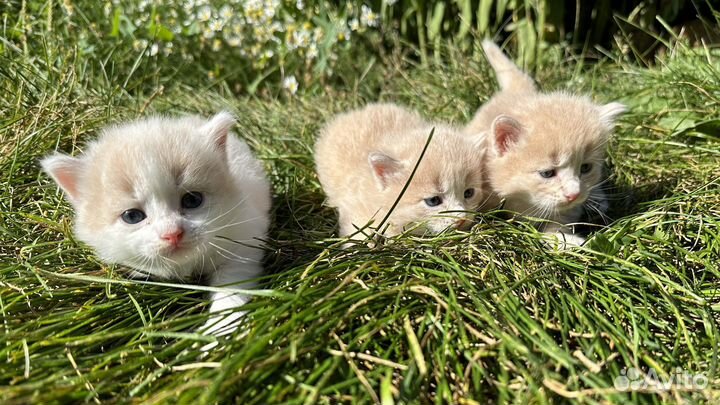 Котята в добрые руки