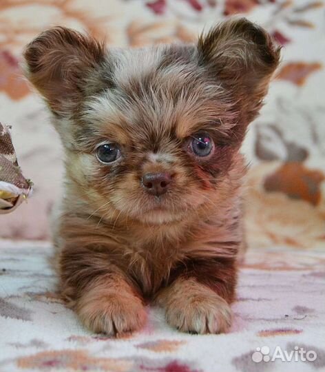 Щенки чихуахуа