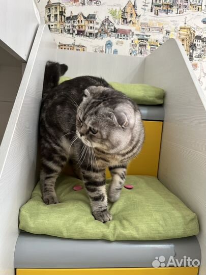 Нужна кошка для случки с котом Шотландец