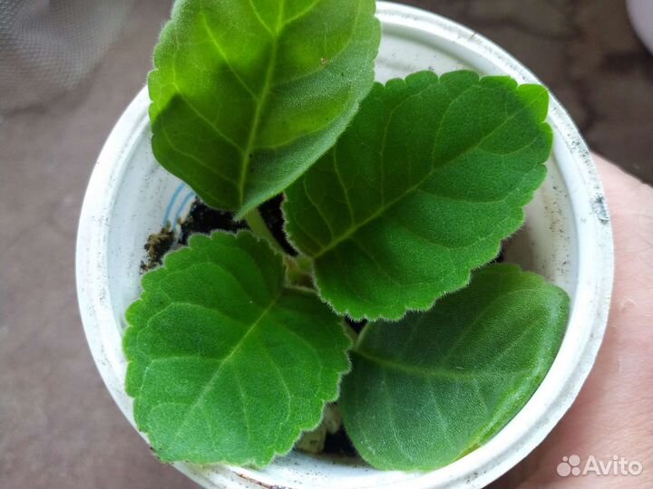 Глоксиния, детка