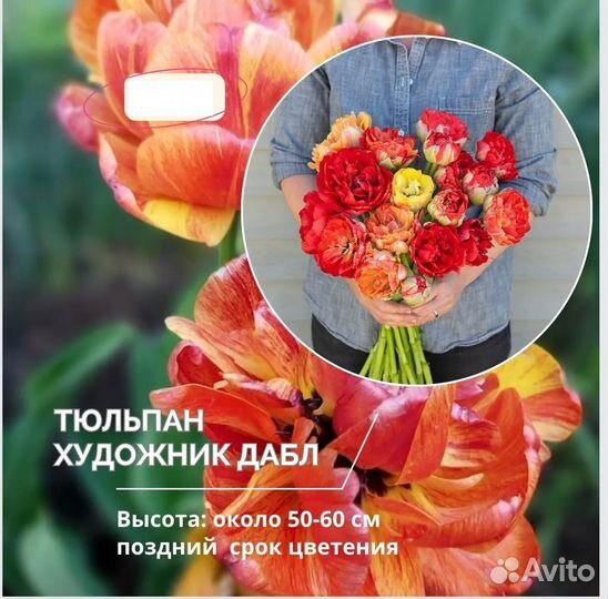 Махровые Тюльпаны -Европейская поставка