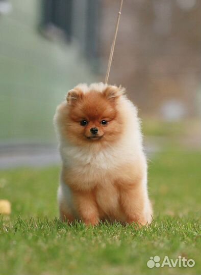 Мини Померанский шпиц щенки кобели
