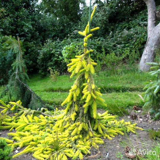 Ель обыкновенная Голд Дрифт (Picea abies Gold Drif