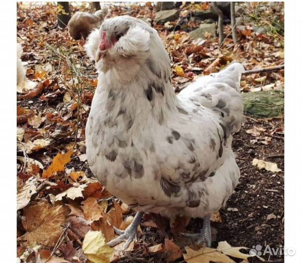 Породные куры-молодки