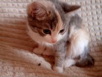 потерялся кот кошка черная виз нагорная. пропала черная кошечка сходня. адвокат котов саяногорск. юрист котов саяногорск. саяногорск первое городское.