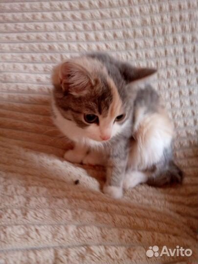 Котики