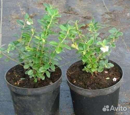 Брусника коралл 2 года