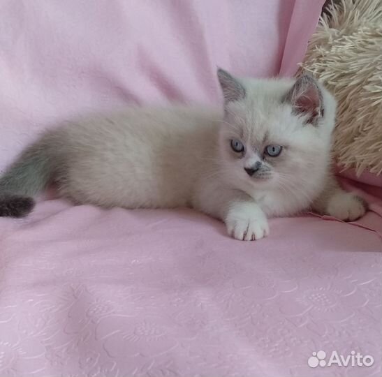 Шотландские котята