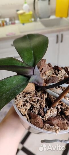 Орхидея фаленопсис бабочка