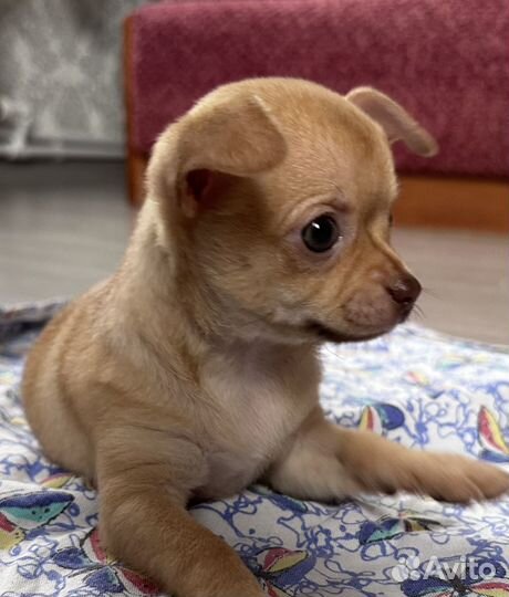 Чихуахуа мини девочка