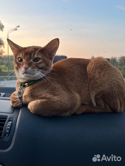 Абиссинский кот вязка