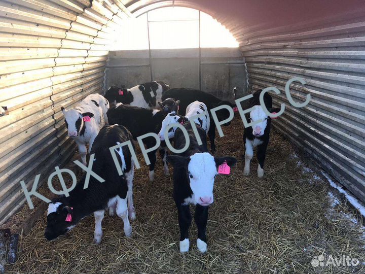 Бычки и телята