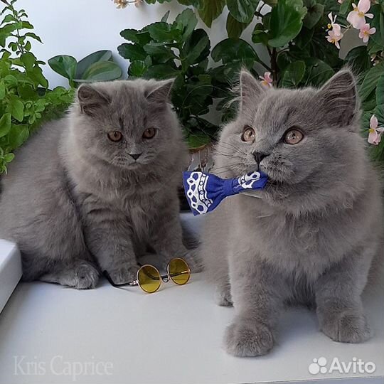 Британские котята