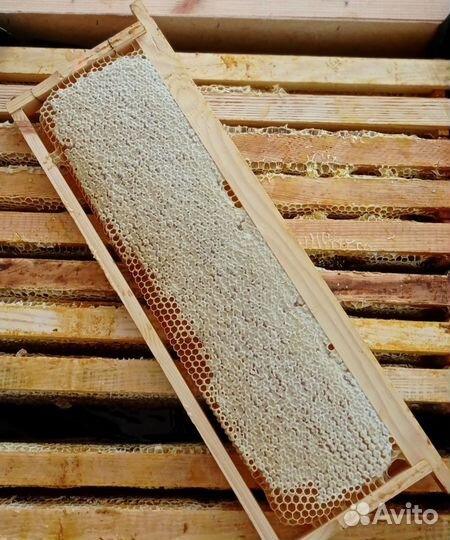 Мёд в сотах Алтайский