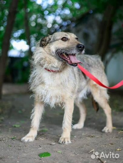 Пес по кличке Верный грустит в приюте
