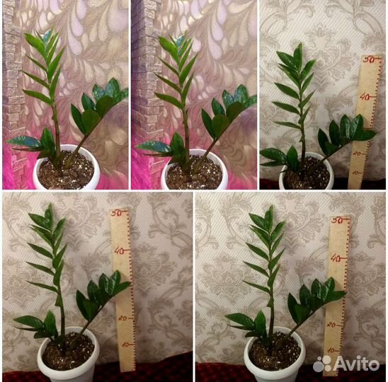 Замиокулькас