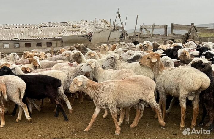 Овцы бараны