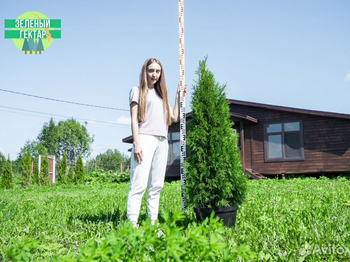Туи смарагд 140 см свежая копка 2023