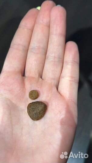 Корм для собак grandin holistic