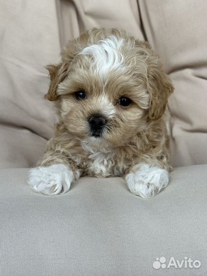 Мальтипу f1 mini