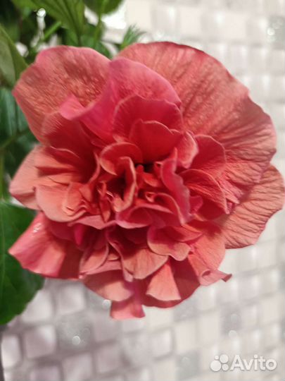 Комнатные растения цветы