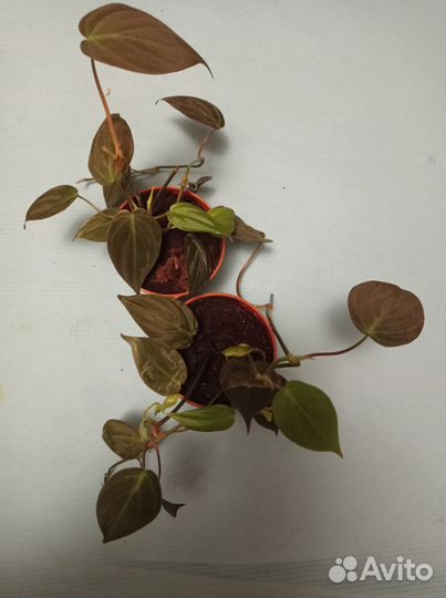 Филодендрон Миканс бархатный