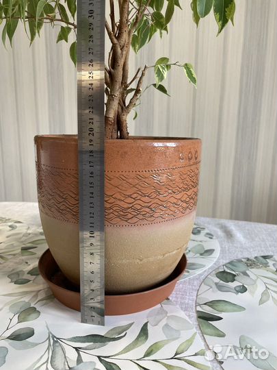 Фикус Бенджамина