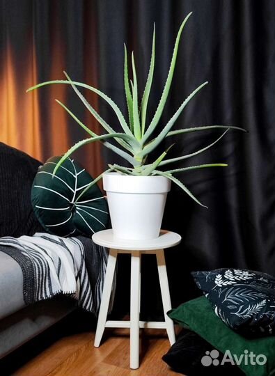 Крупные комнатные растения. Эухарис, замиокулькас