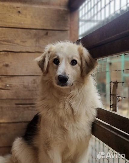 Очаровательная Ванесса ищет добрые ручки