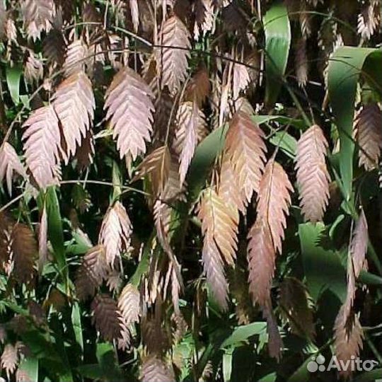 Семена многолетних цветов и кустарников
