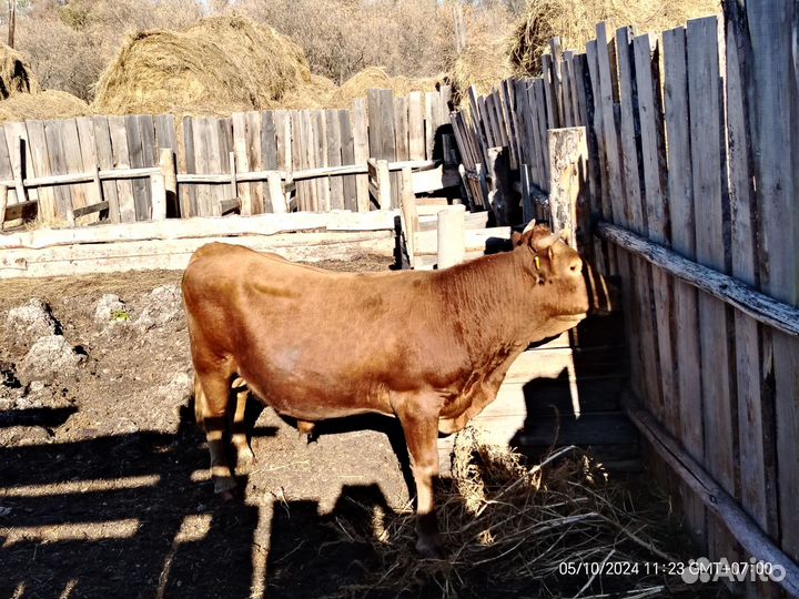 Бык на мясо