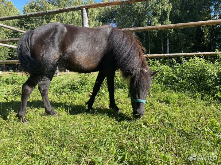 Лошадь пони