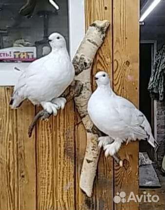 Чучело куропатки