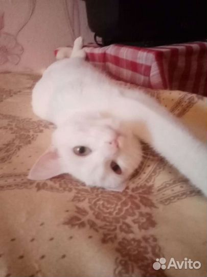 Кошечка ищет дом