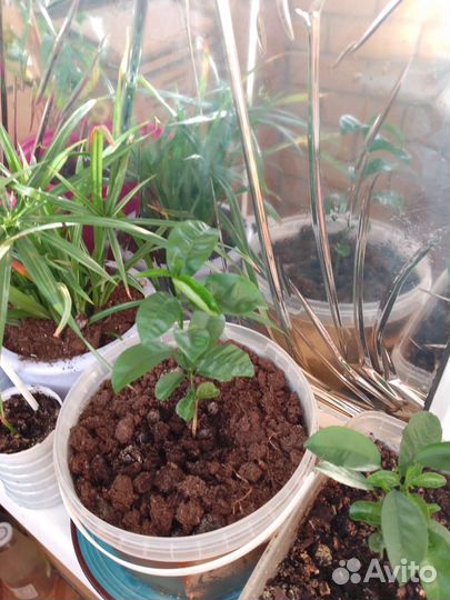 Мандариновое дерево