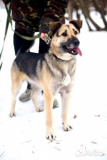 Собака в добрые руки из приюта бесплатно