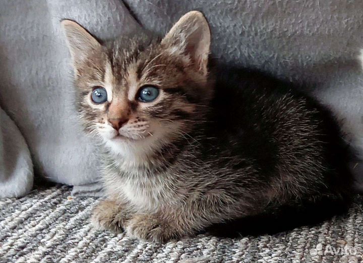 Кошки в добрые руки