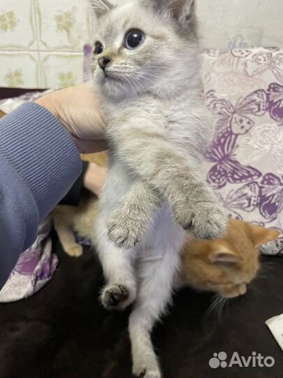 Котята в добрые руки