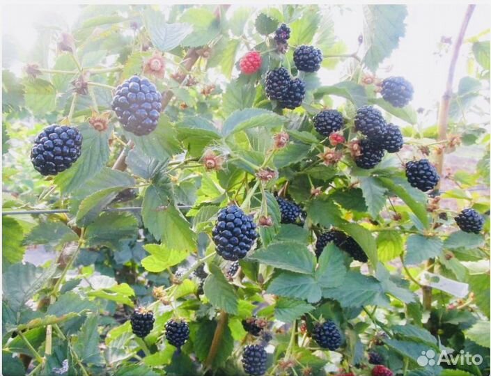 Саженцы Ежевики