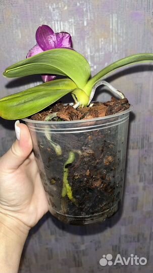 Фаленопсис Sogo Relex