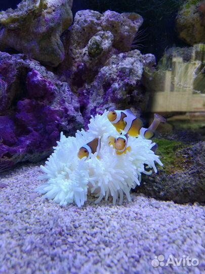 Морские рыбки и все для содержания